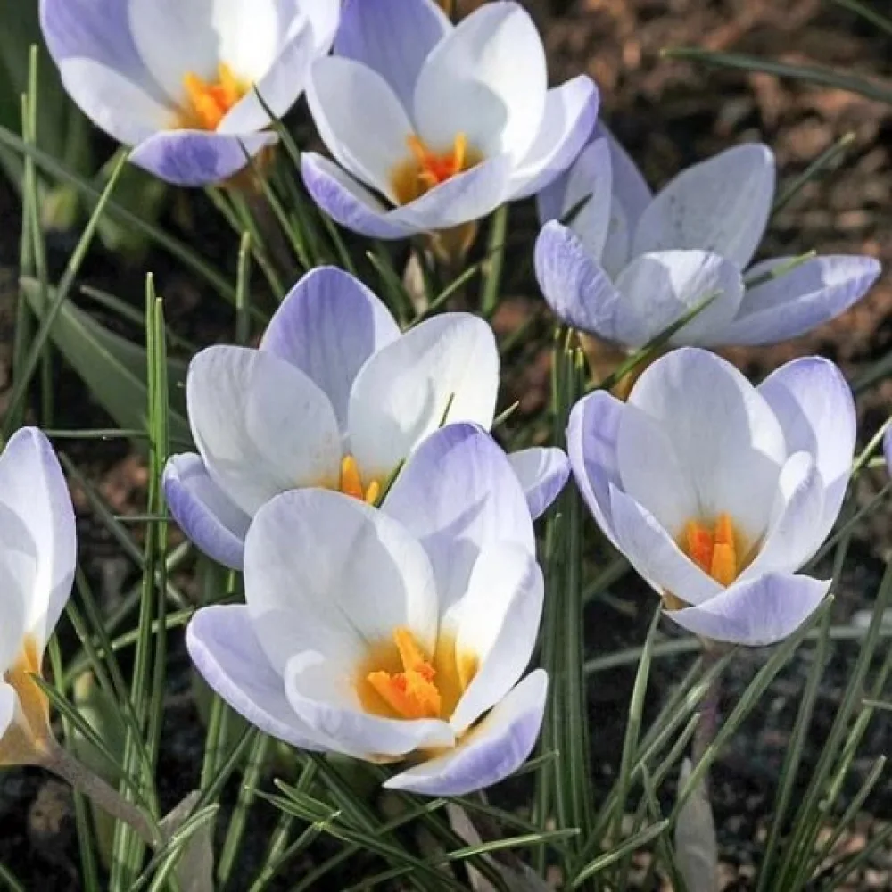 Krokus chrysanthus 'Blue bird'