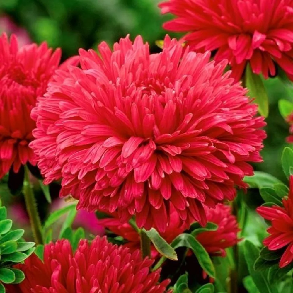 Sommaraster Paeony flowered red