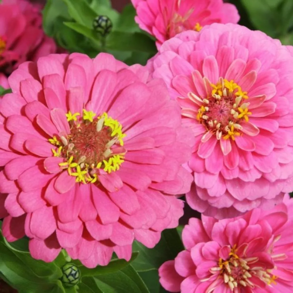 Zinnia 'Luminosa'