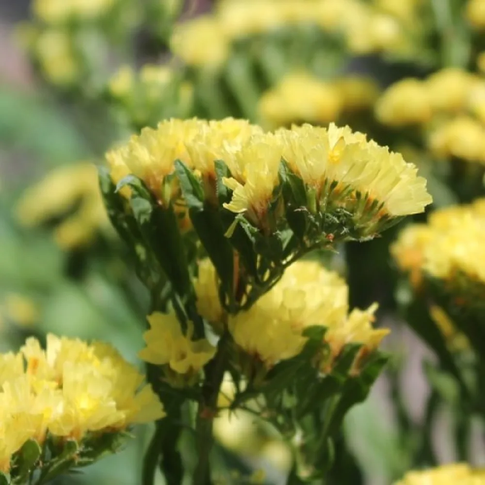 Praktrisp Limonium sinuatum – djupgul