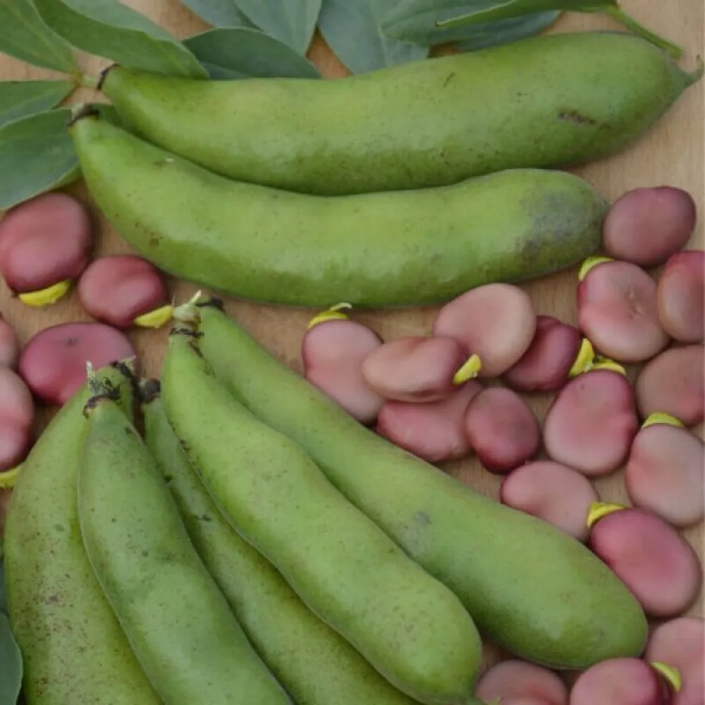 Bondböna 'Karmazyn'