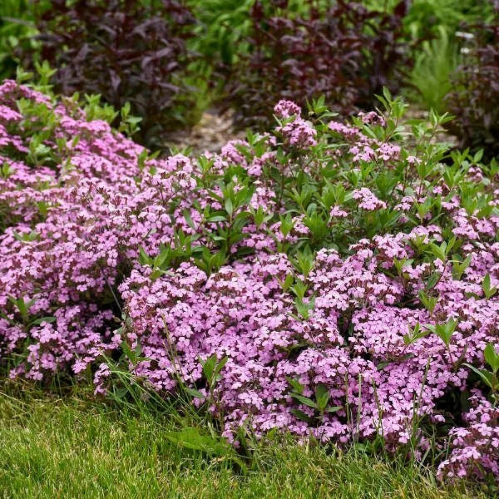 Mattsåpört, rosa