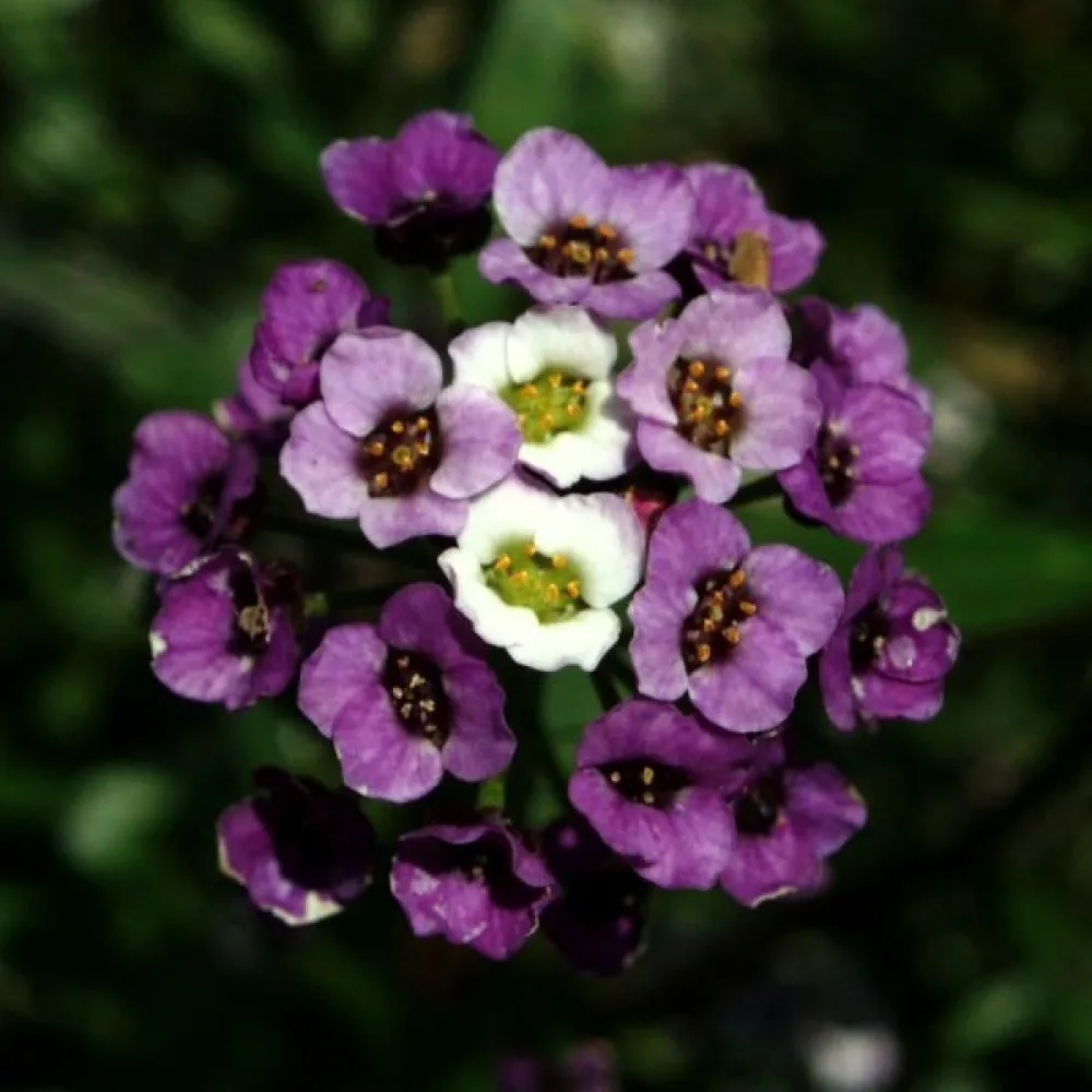 Strandkrassing 'Violet Queen'