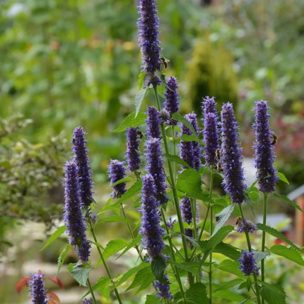 Anisisop Agastache foeniculum