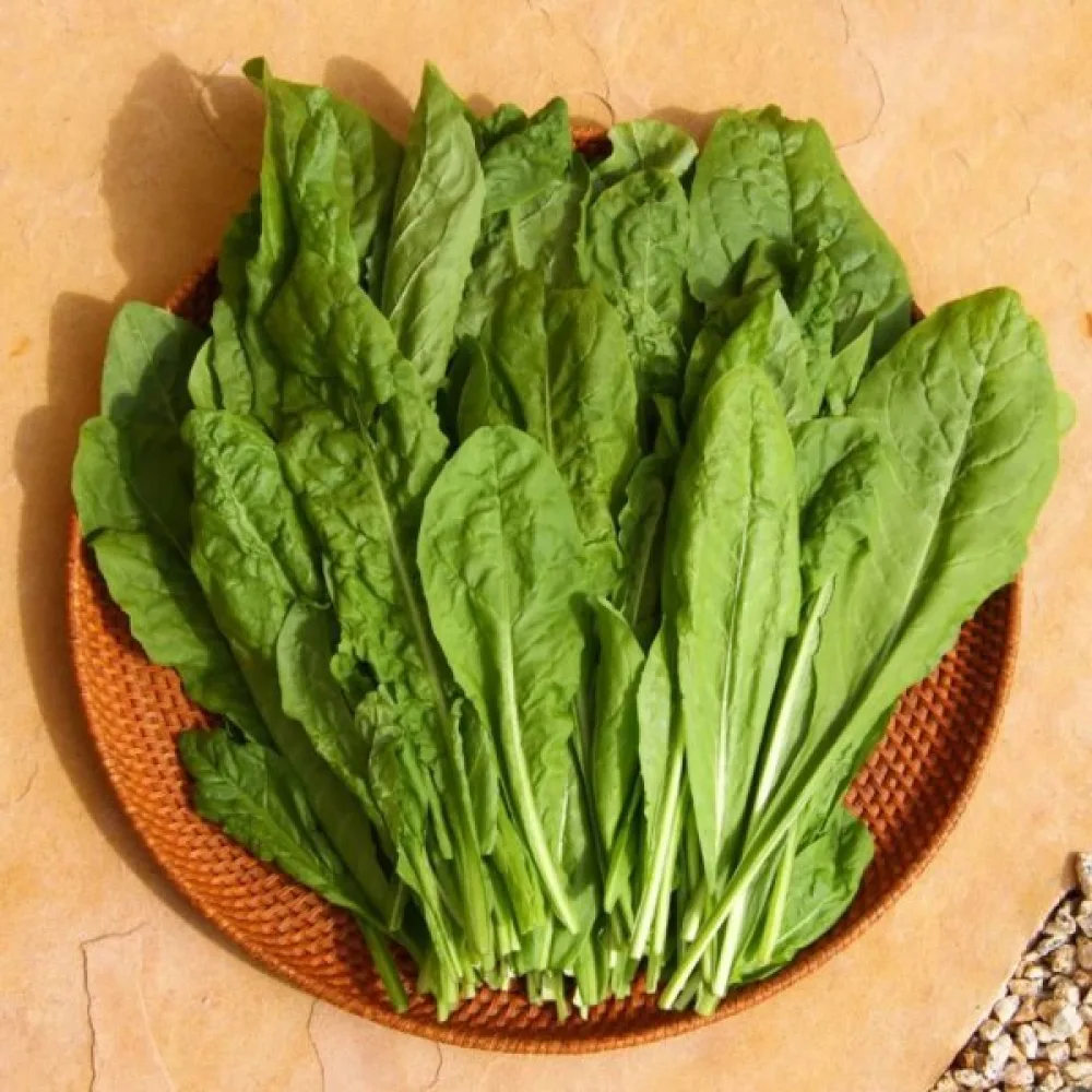 Cikoria 'Spadona'