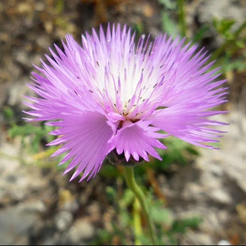 Myskklint 'Graciosa', lila