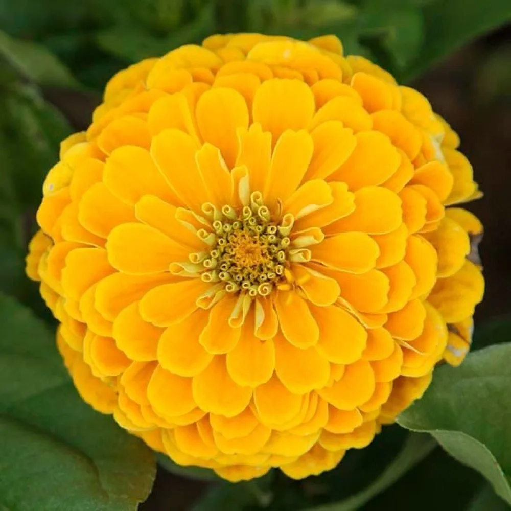 Zinnia 'Super Yoga Golden Yellow'
