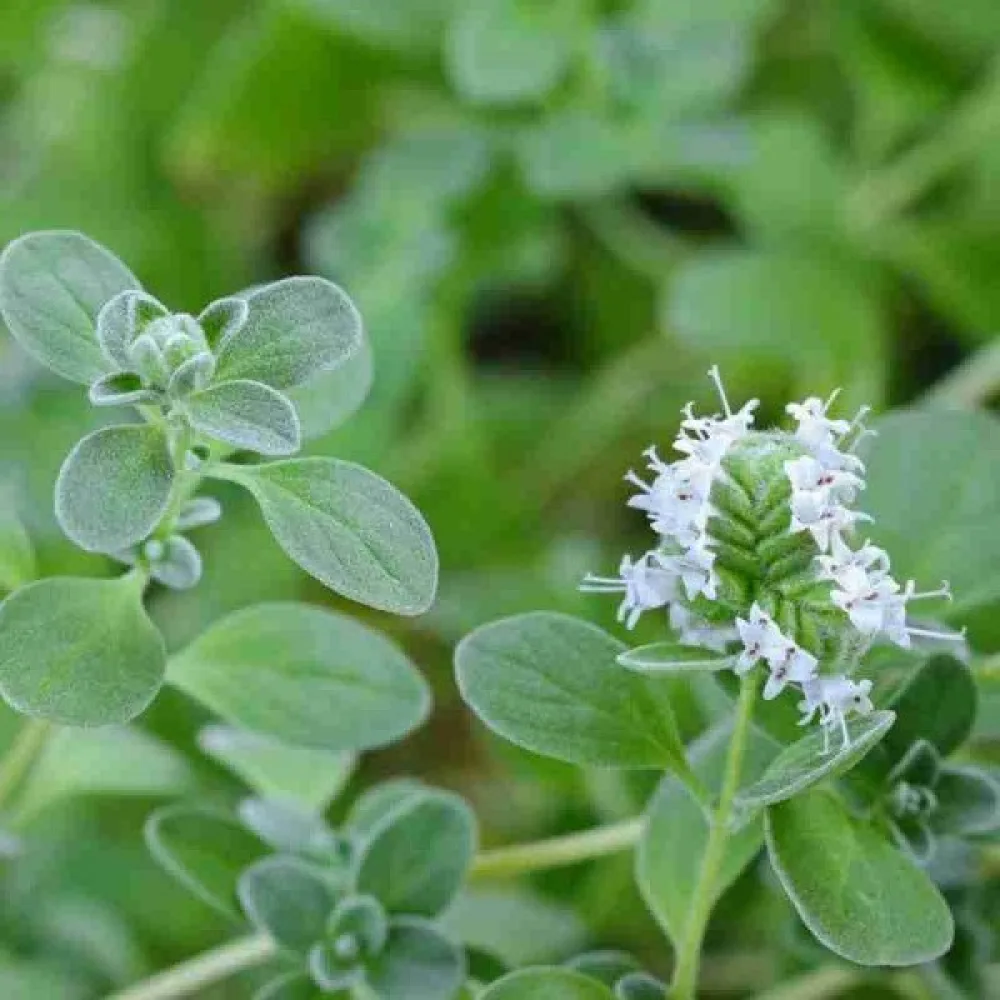 Mejram 'Cuscuta'