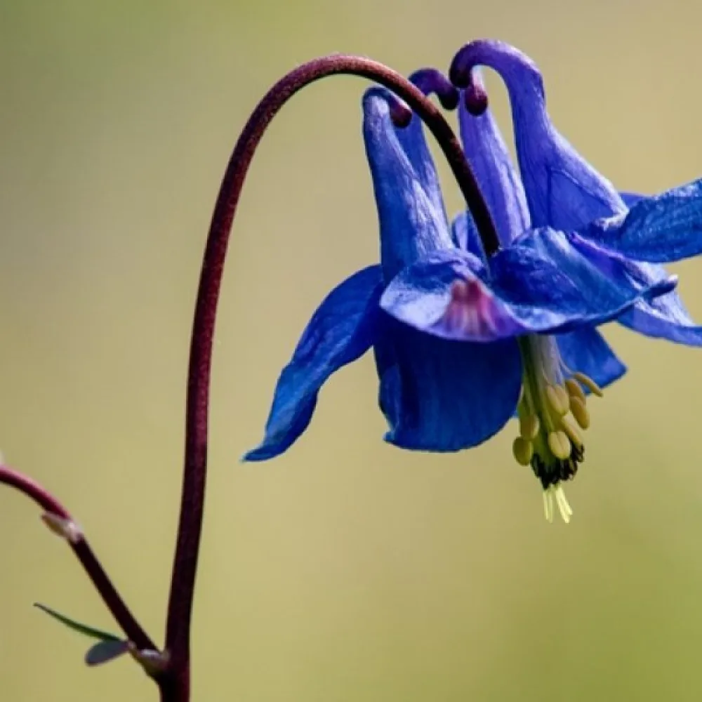 Akleja Aquilegia vulgaris – blå
