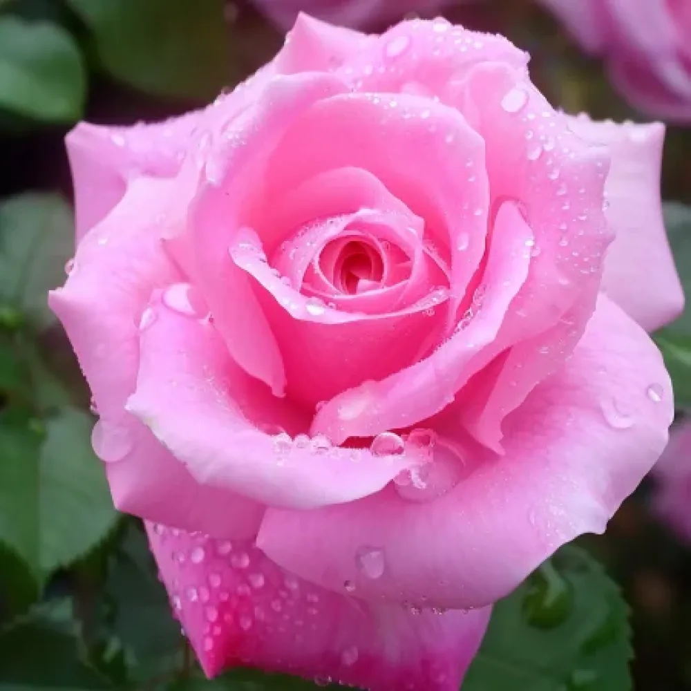 Ros 'Dream in Pink' – barrotad