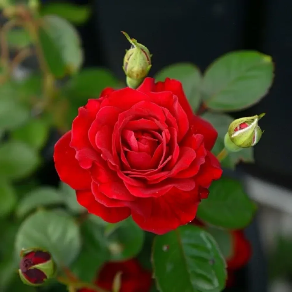 Ros 'Red Radiance' – barrotad