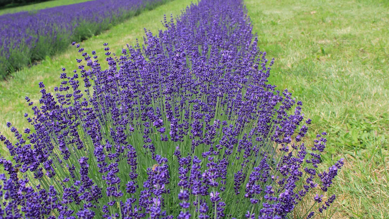 Rader av blommande lavendel på ett fält