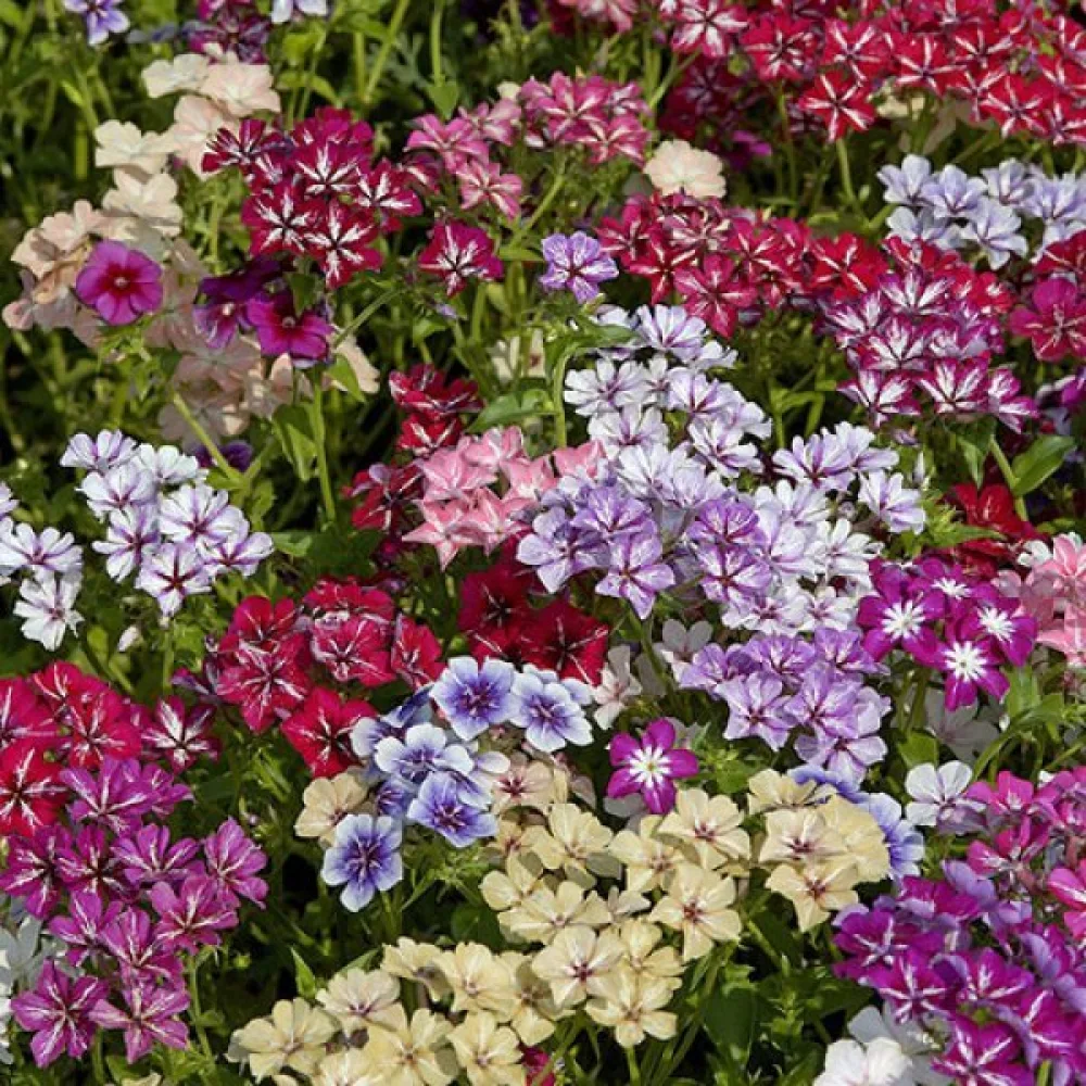 Sommarflox 'Starry Eyes'