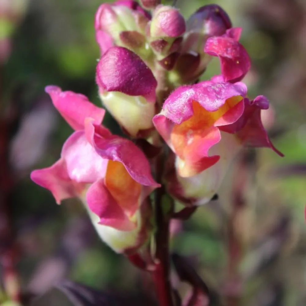 Lejongap – tvåfärgad mix