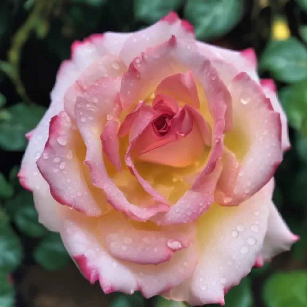 Ros 'Retro Glow' – barrotad
