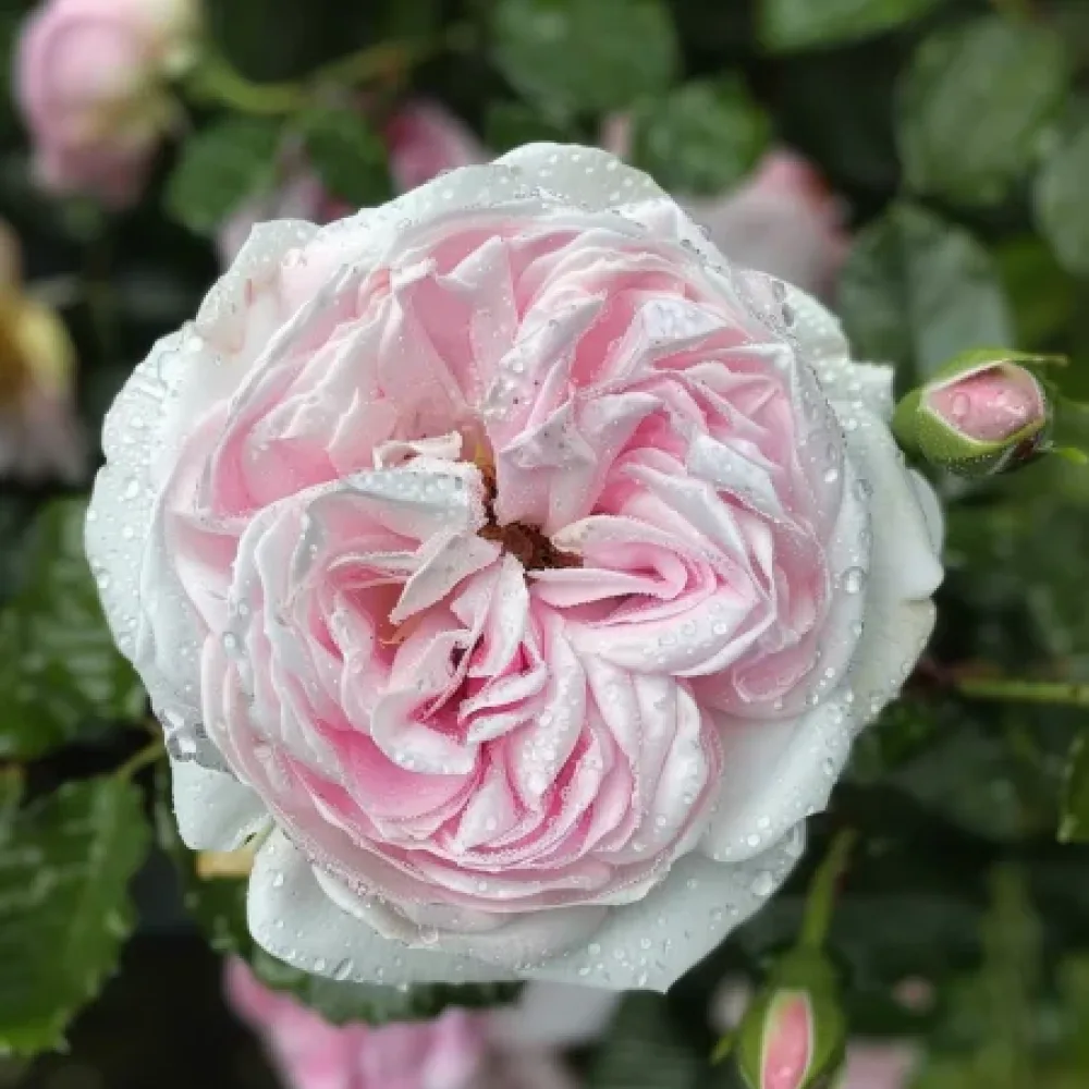 Ros 'Silver Pink Glow'