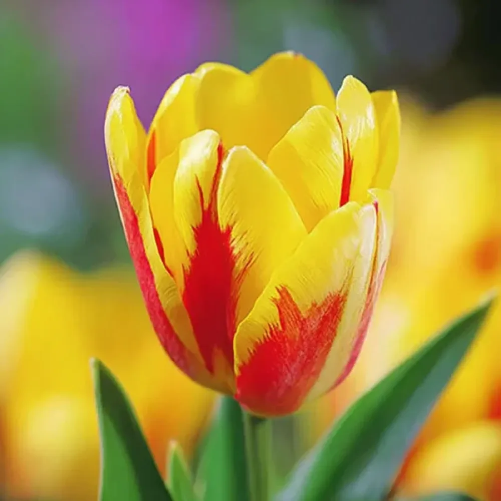 Tulpan 'Giuseppe Verdi'