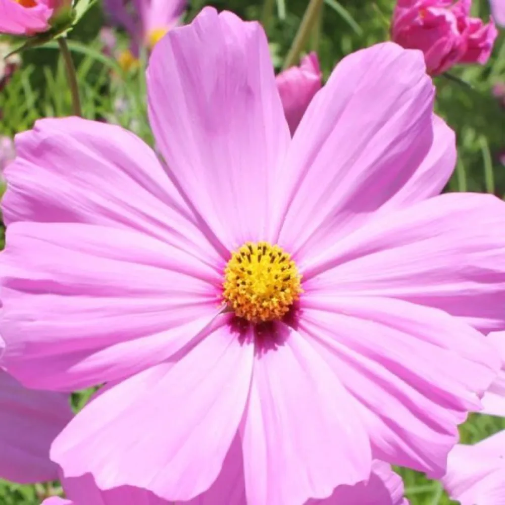 Rosenskära 'Vega' rosa