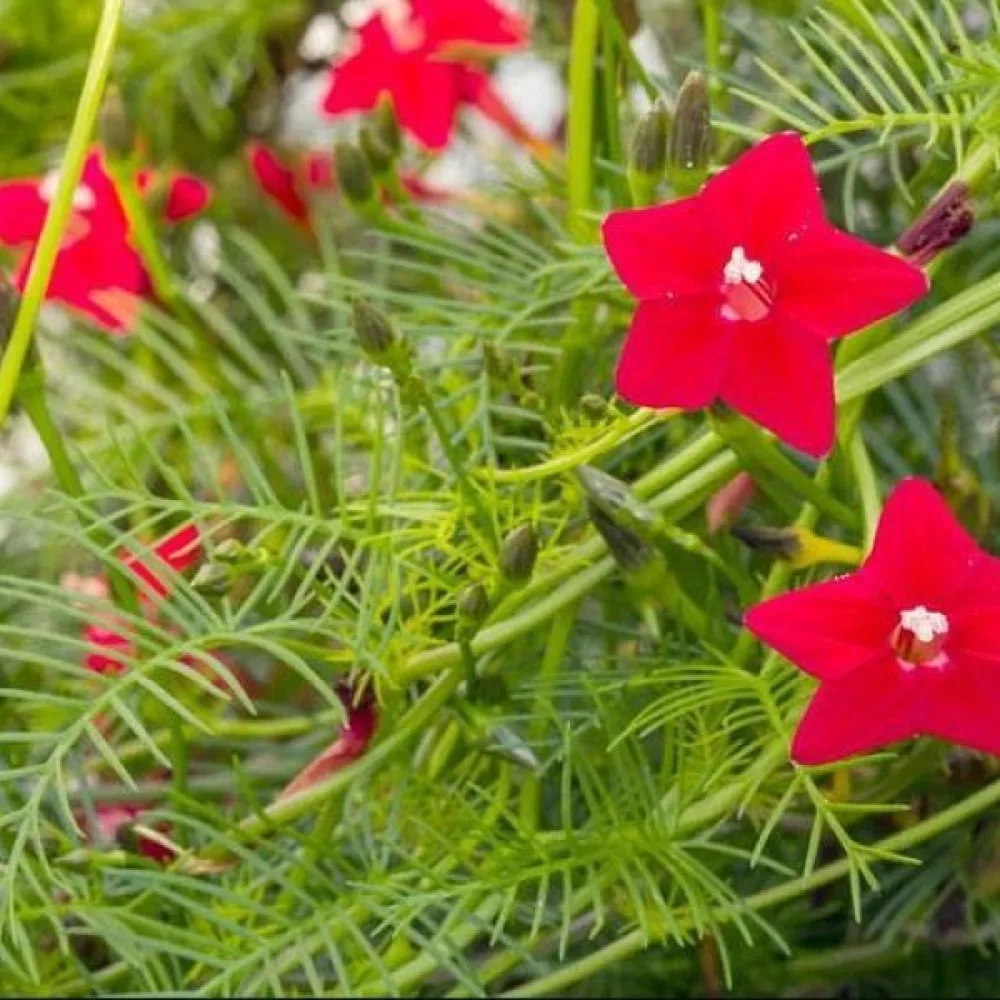Kardinalvinda 'Cardinal Climber'