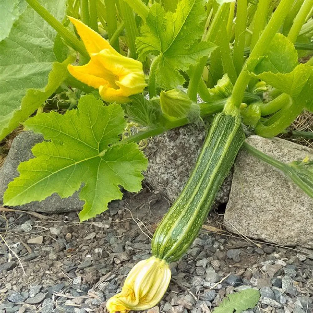 Zucchini 'Romanesco'