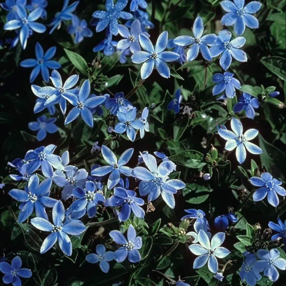 Tweedia 'Heavenly Blue'