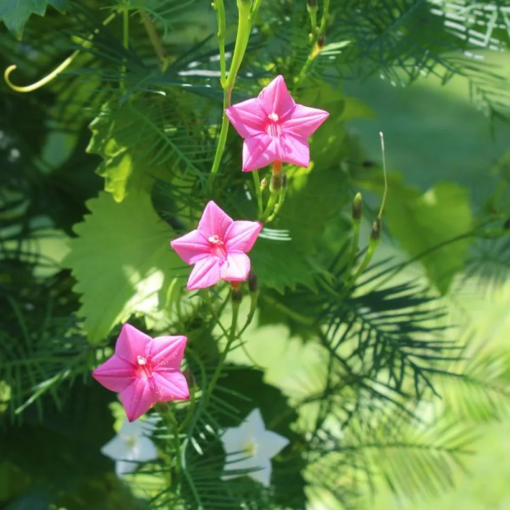 Cypressvinda Ipomoea pennata – rosa