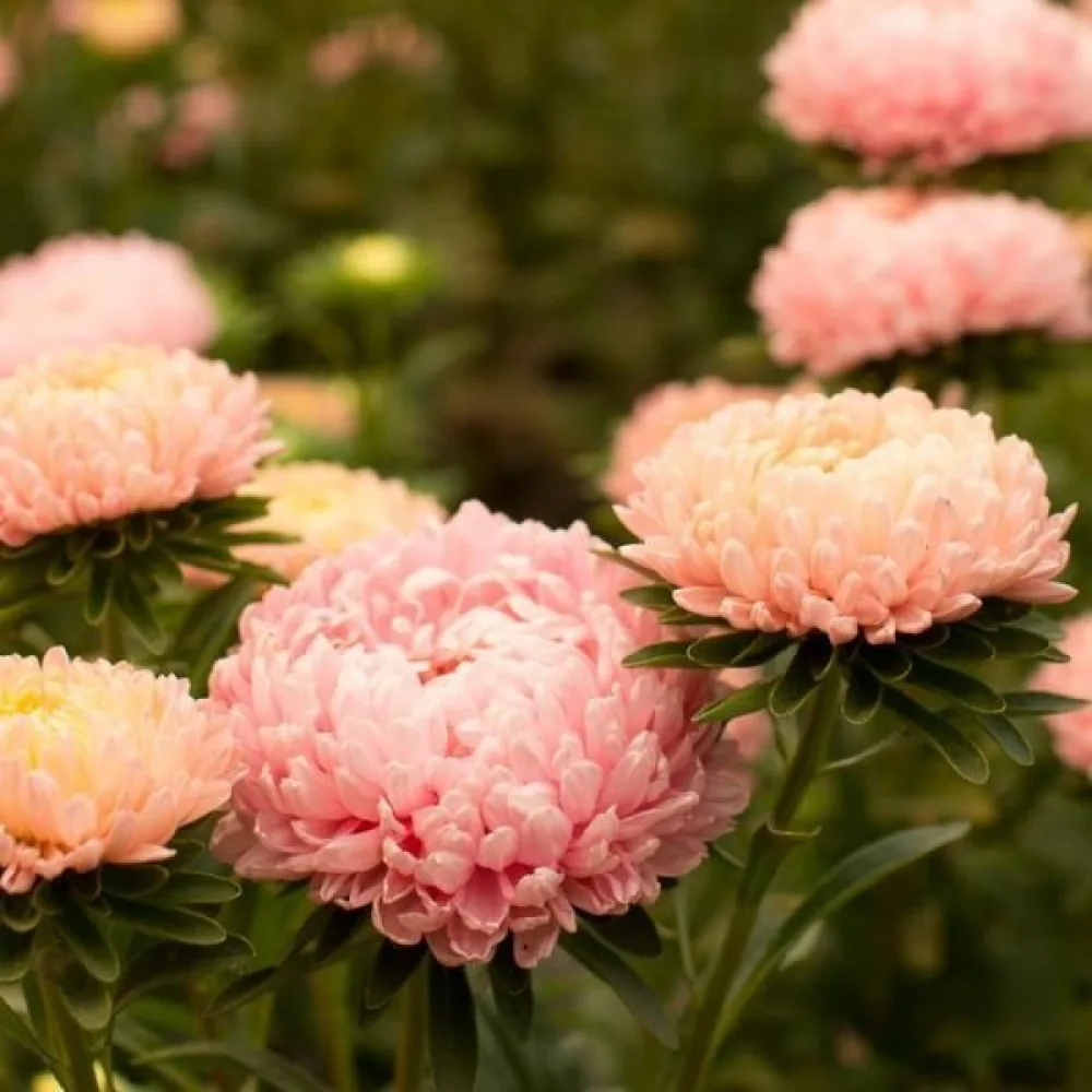 Sommaraster Pompon – laxrosa