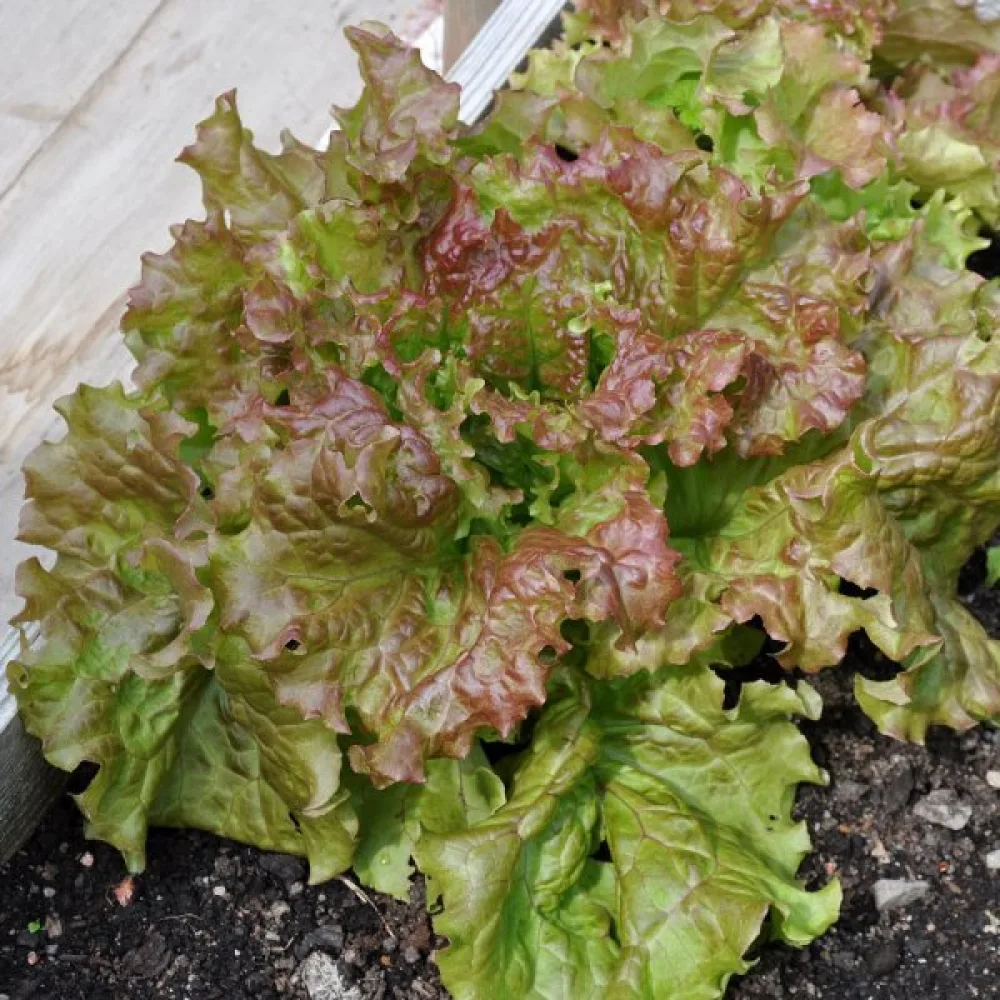 Sallad 'Amerikanischer Brauner'