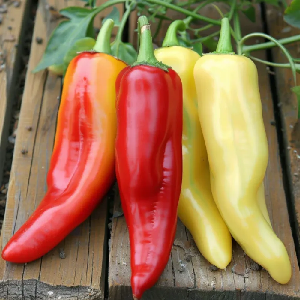 Ungersk paprika