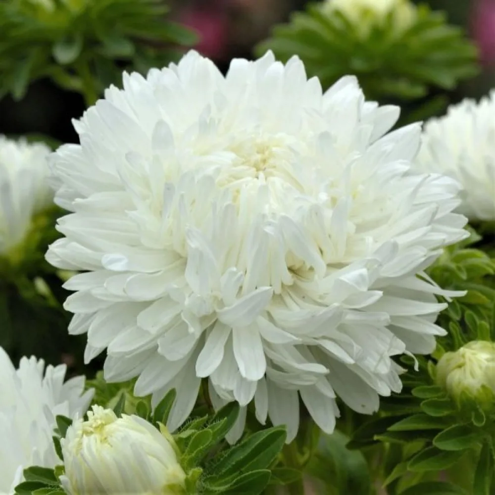 Sommaraster pionblommig – vit