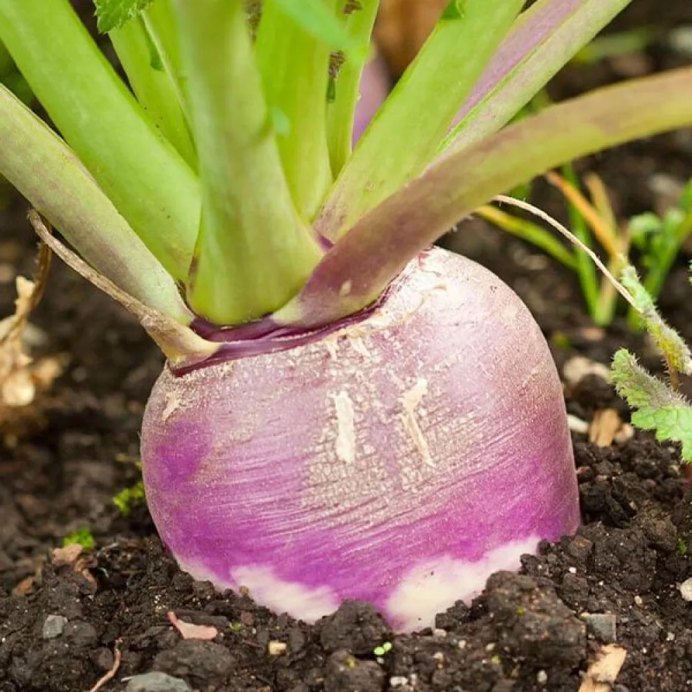 Rova 'Purple Top White Globe', tidig