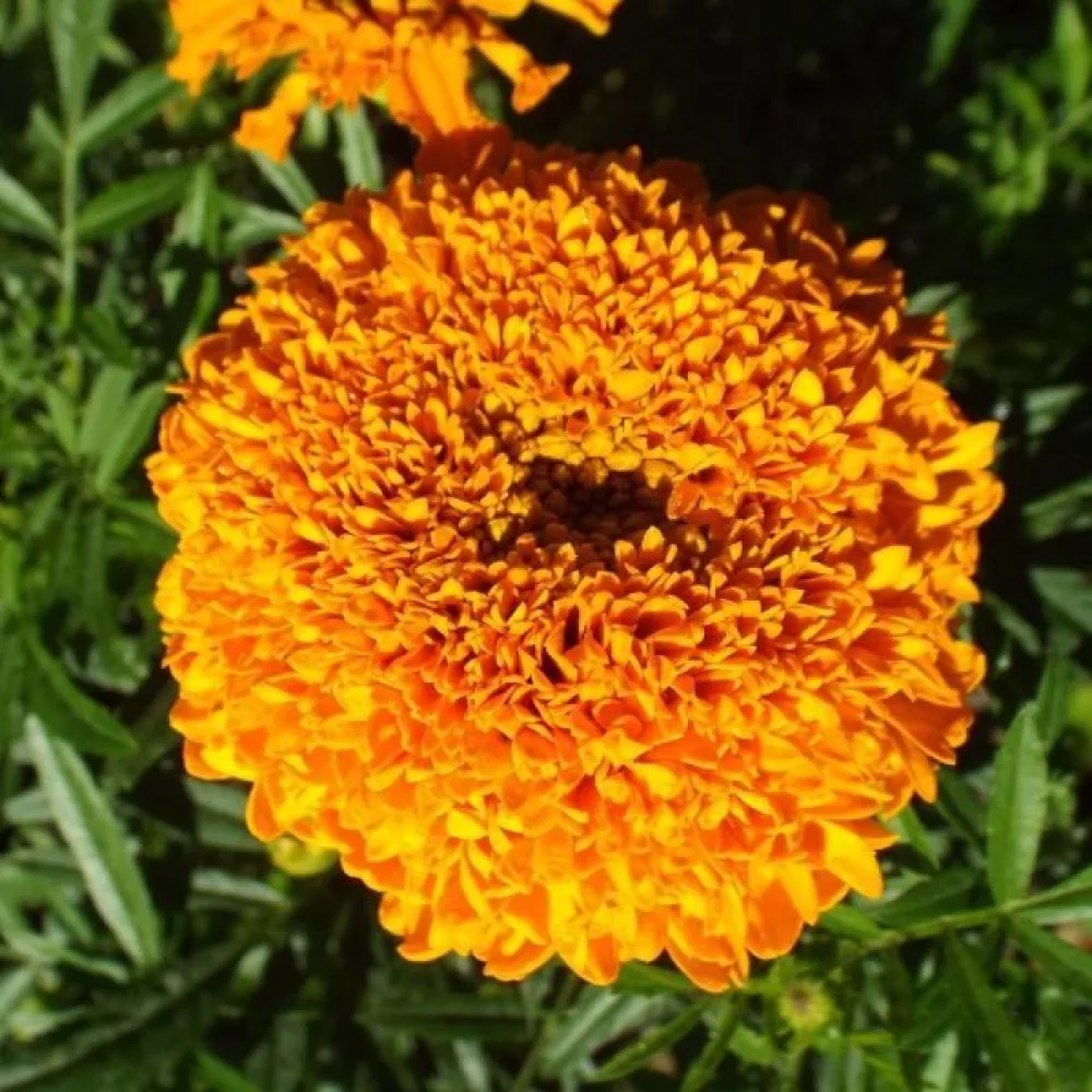 Afrikansk tagetes 'Cupid Orange'