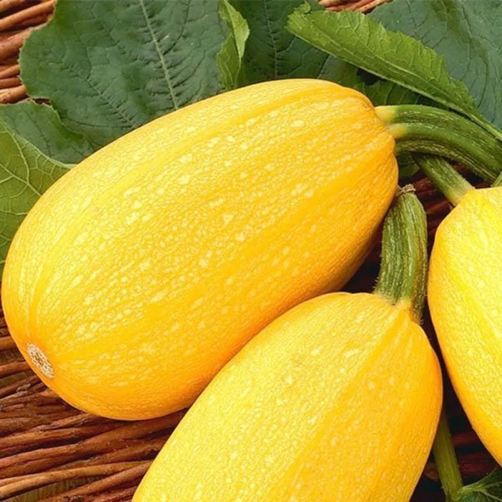 Zucchini 'Złoty Cepelin'