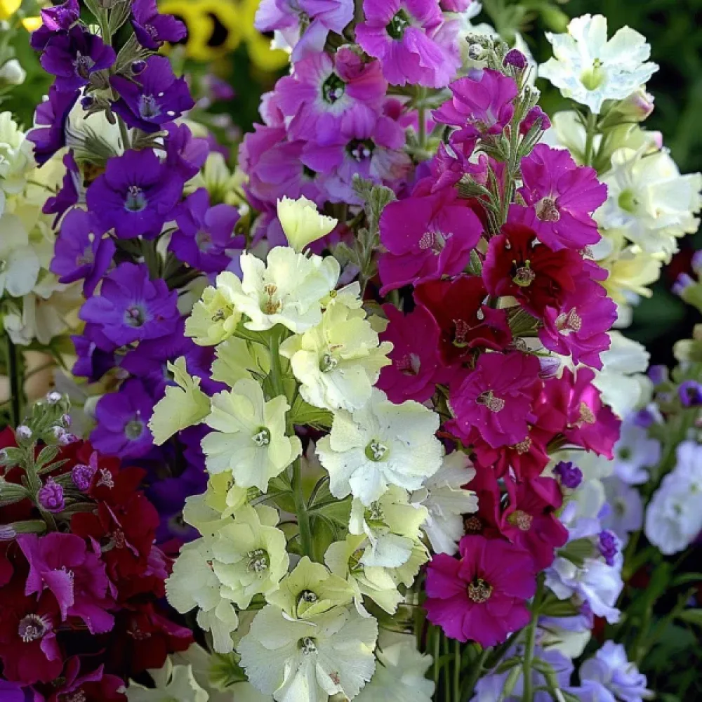 Lövkoja 'Beauty of Nice', mix