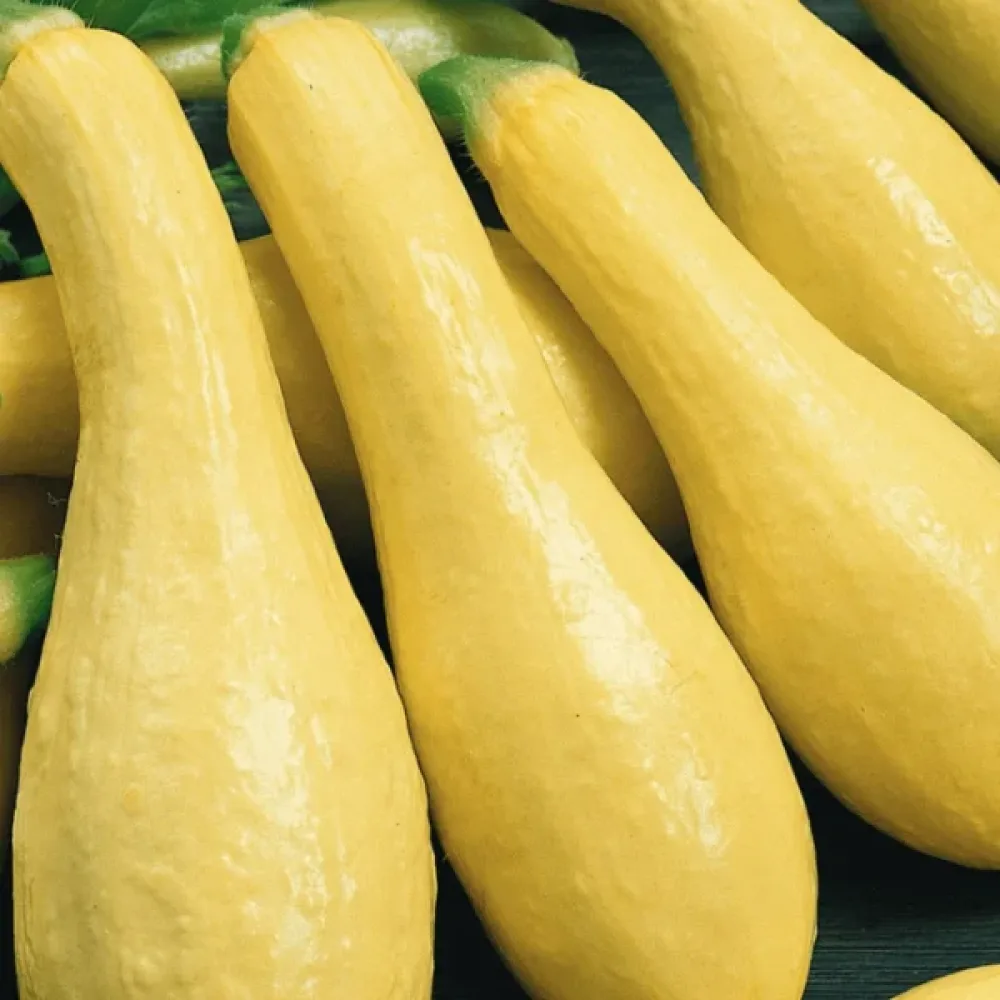 Minipumpa 'Prolific Straightneck'