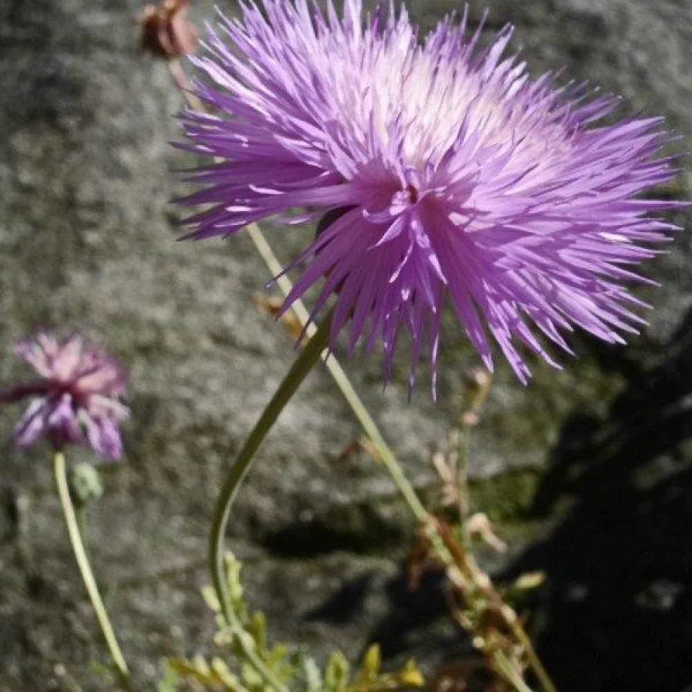 Myskklint 'Graciosa', lila