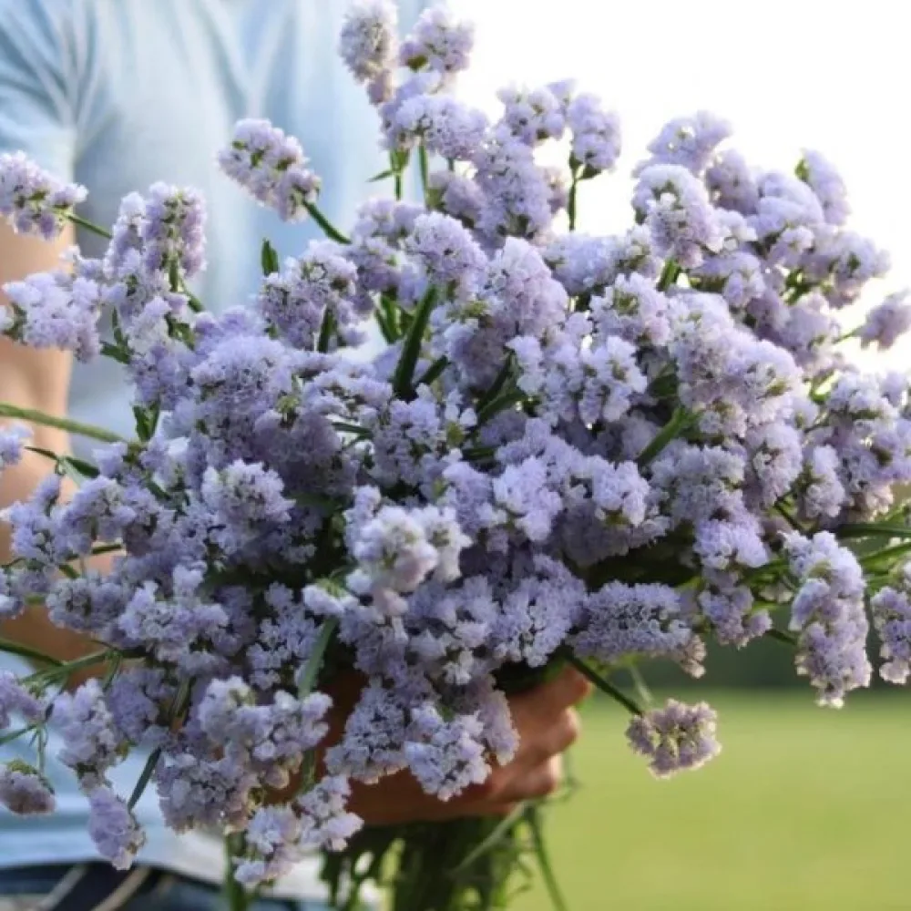 Praktrisp Limonium sinuatum – himmelsblå