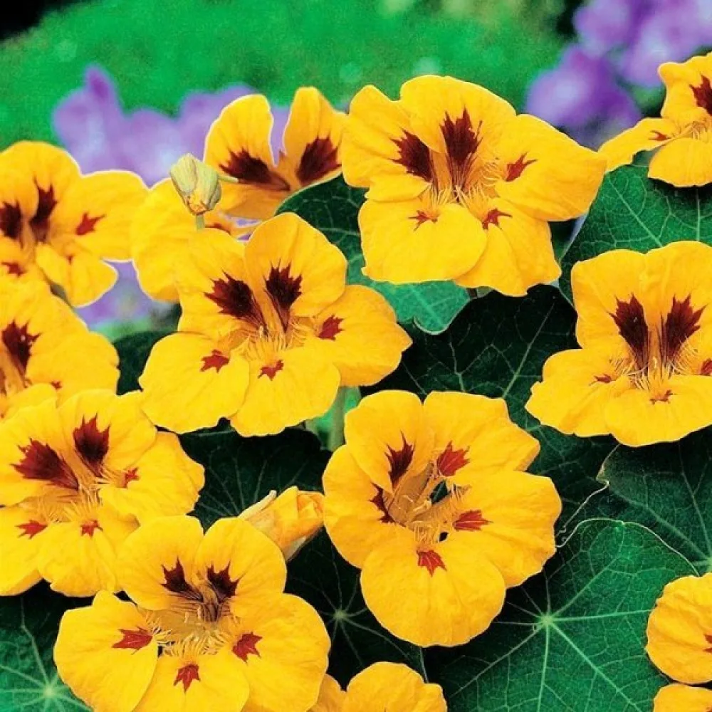Krasse 'Tip-Top Golden Yellow'