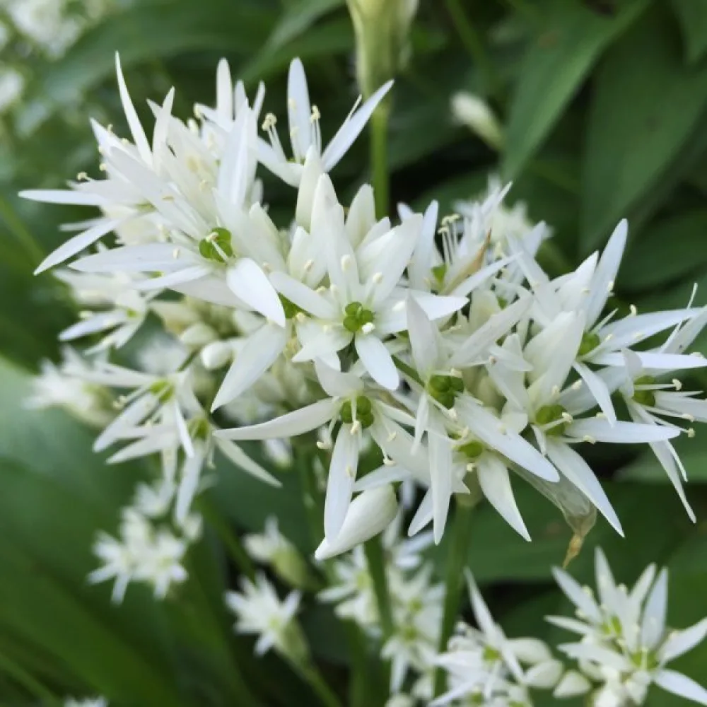 Ramslök Allium ursinum