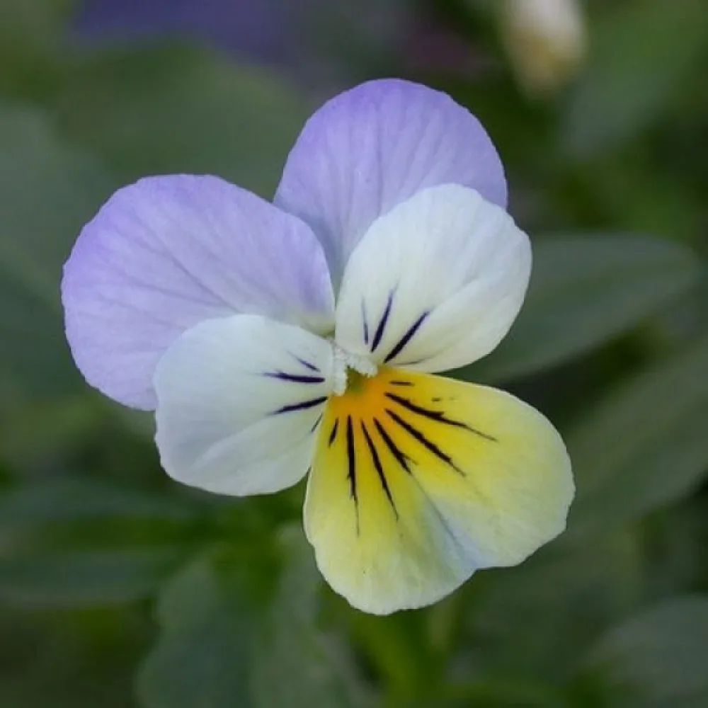 Pensé 'Scotch Hybrids' (blandning)