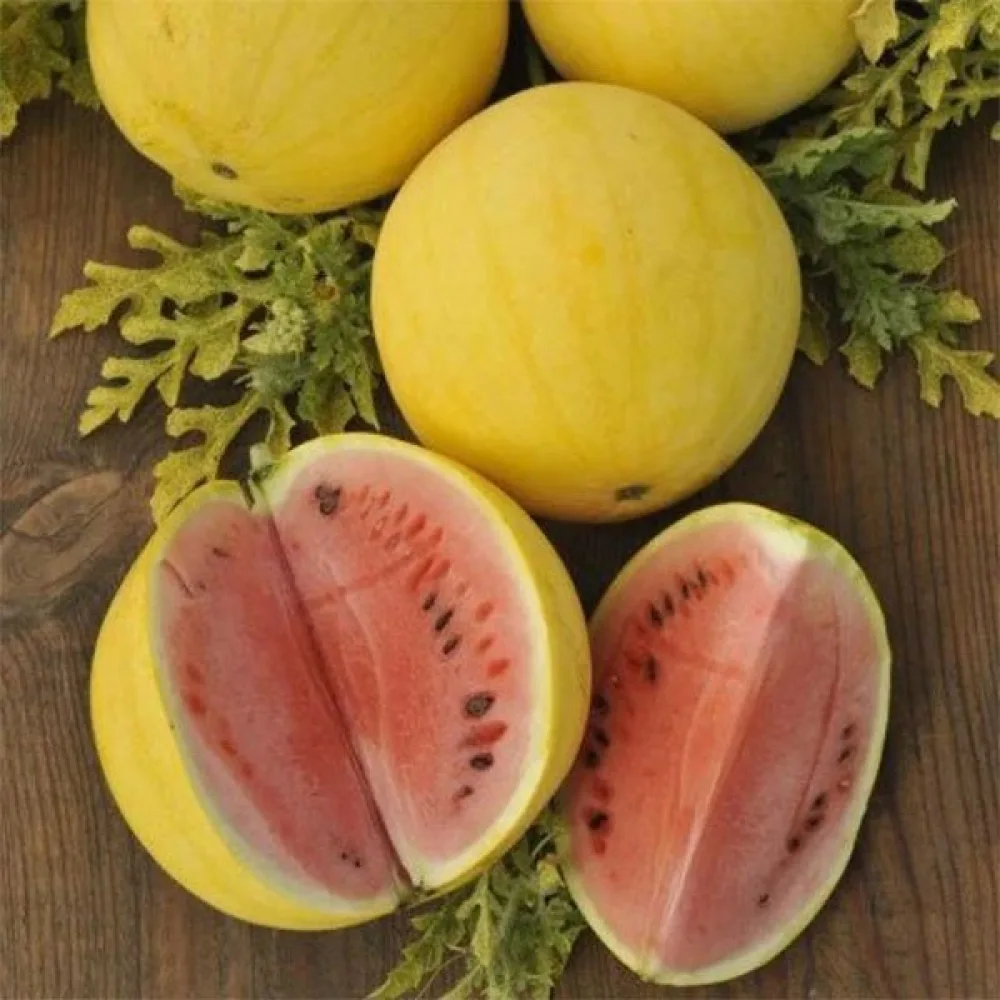 Vattenmelon 'Złoto Wolicy' F1 2,5–3,5 kg