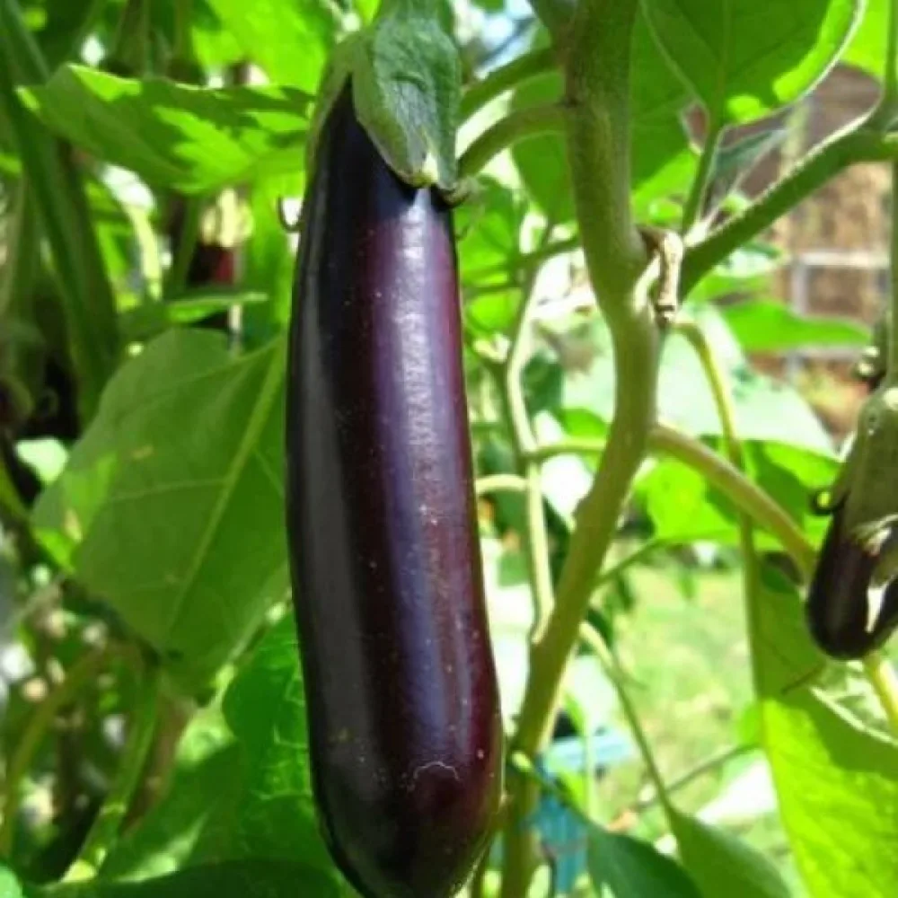 Aubergine 'Early Long Purple 3'