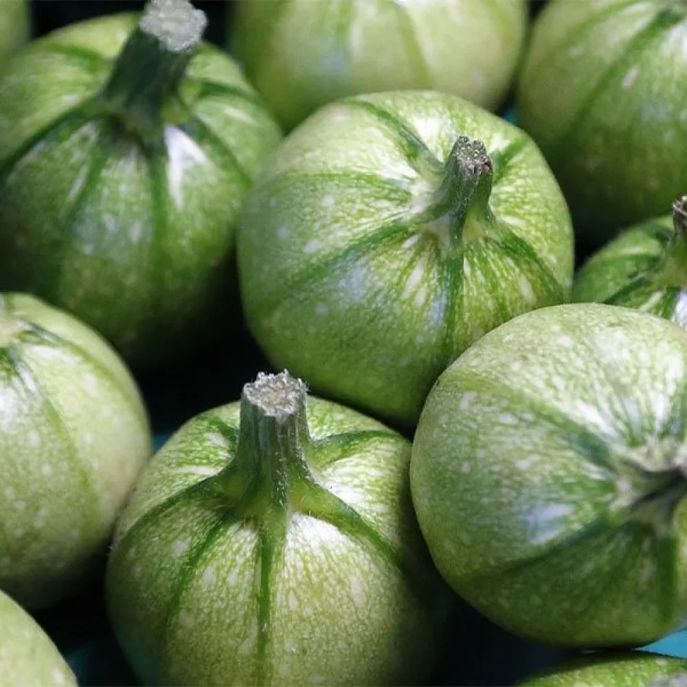 Zucchini 'Tondo di Nizza'
