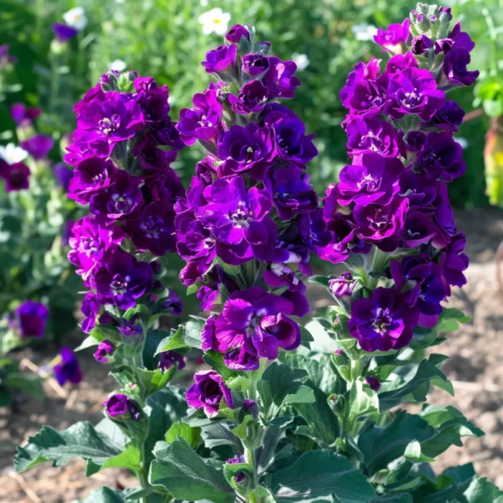 Låg lövkoja 'Exa', violett