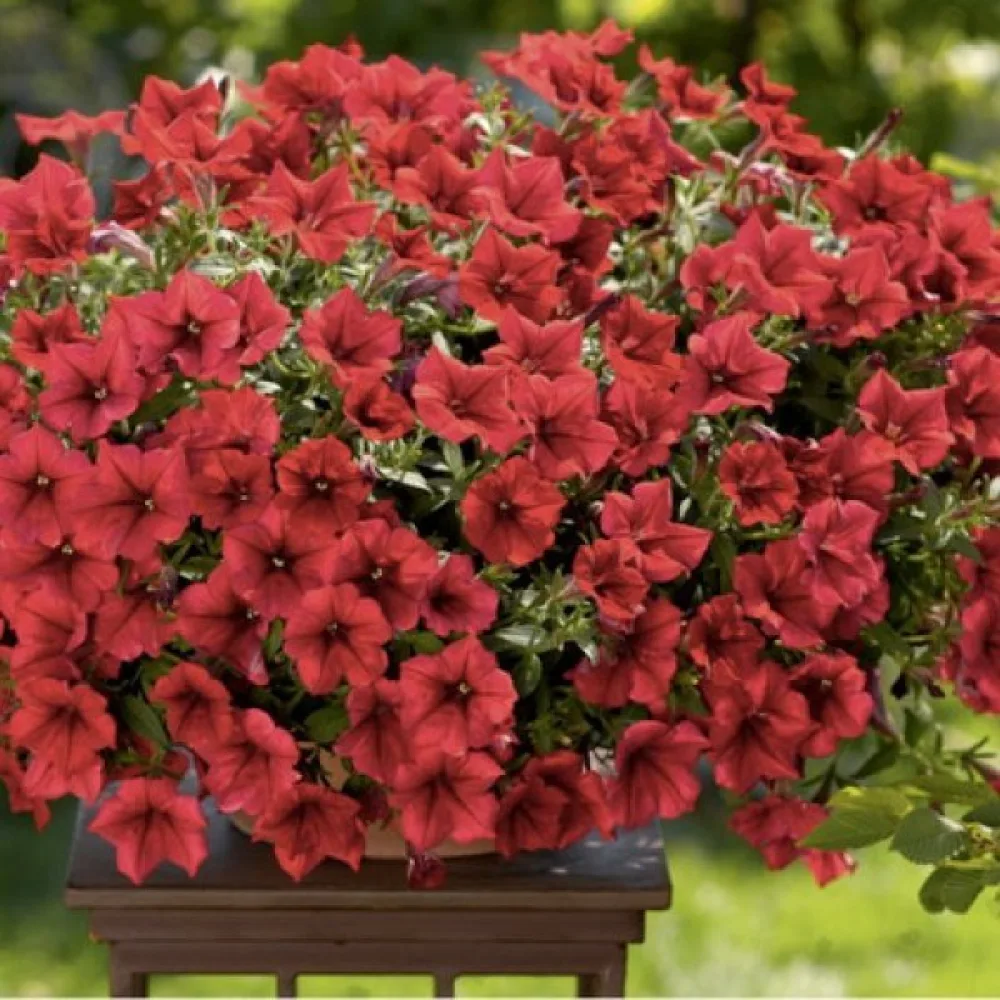 Petunia 'Fire Chief'
