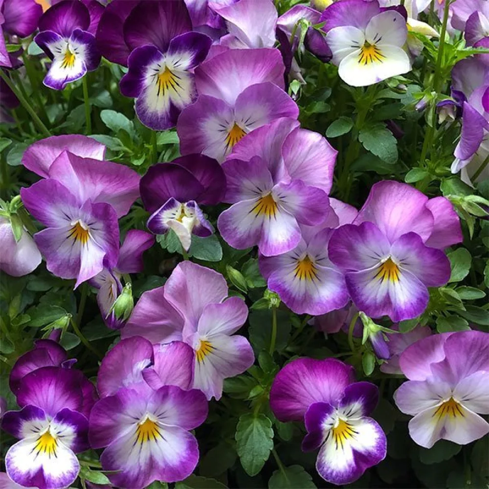 Pensé 'King Henry'