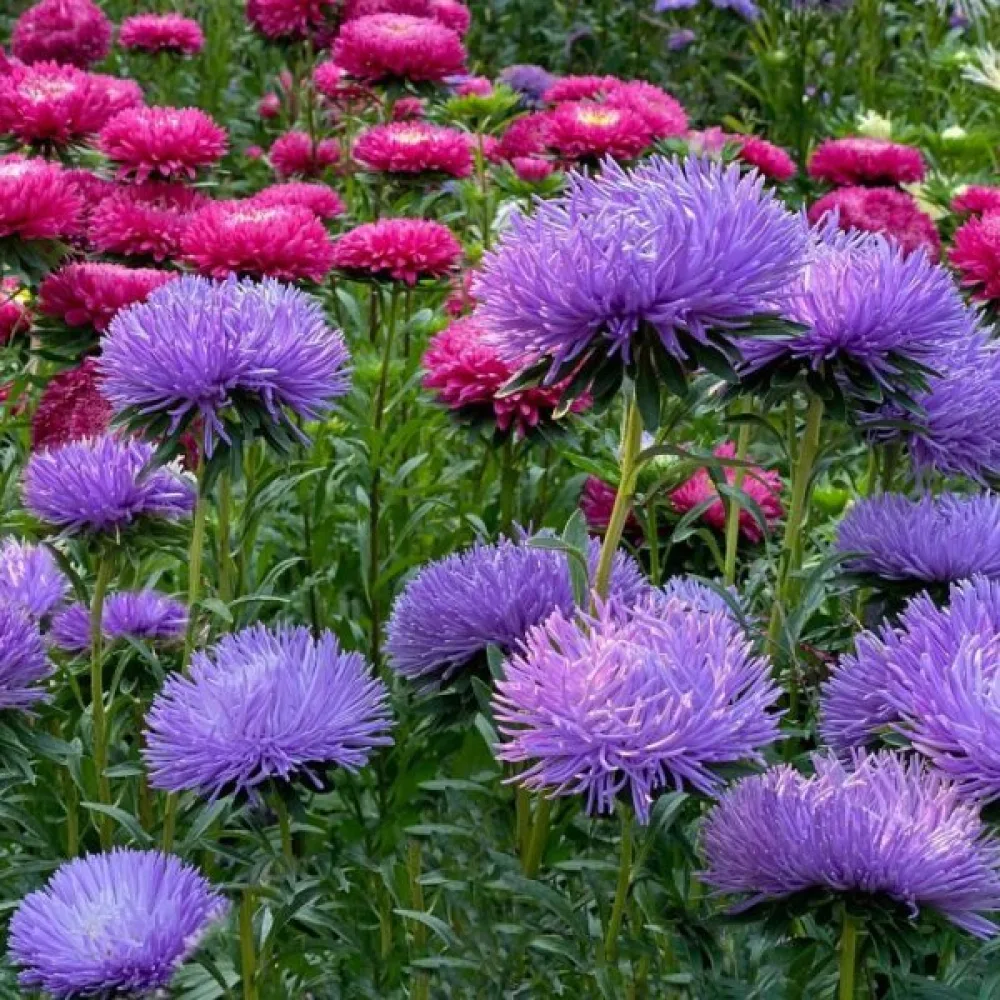 Sommaraster 'Colour Carpet' mörkblå