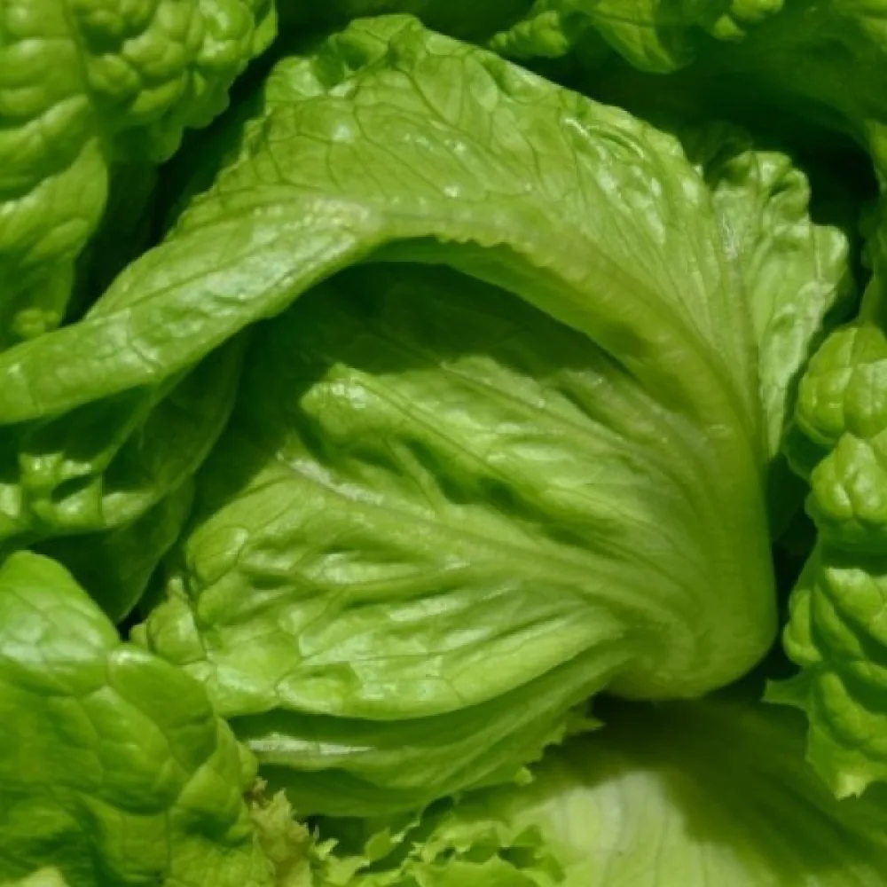 Isbergssallat 'Batavia'