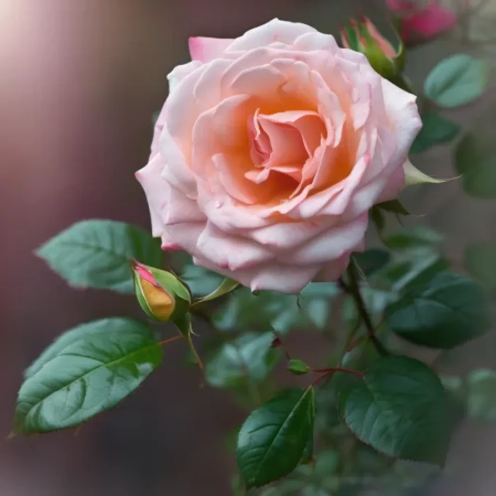 Ros 'Blooming Winter' – barrotad