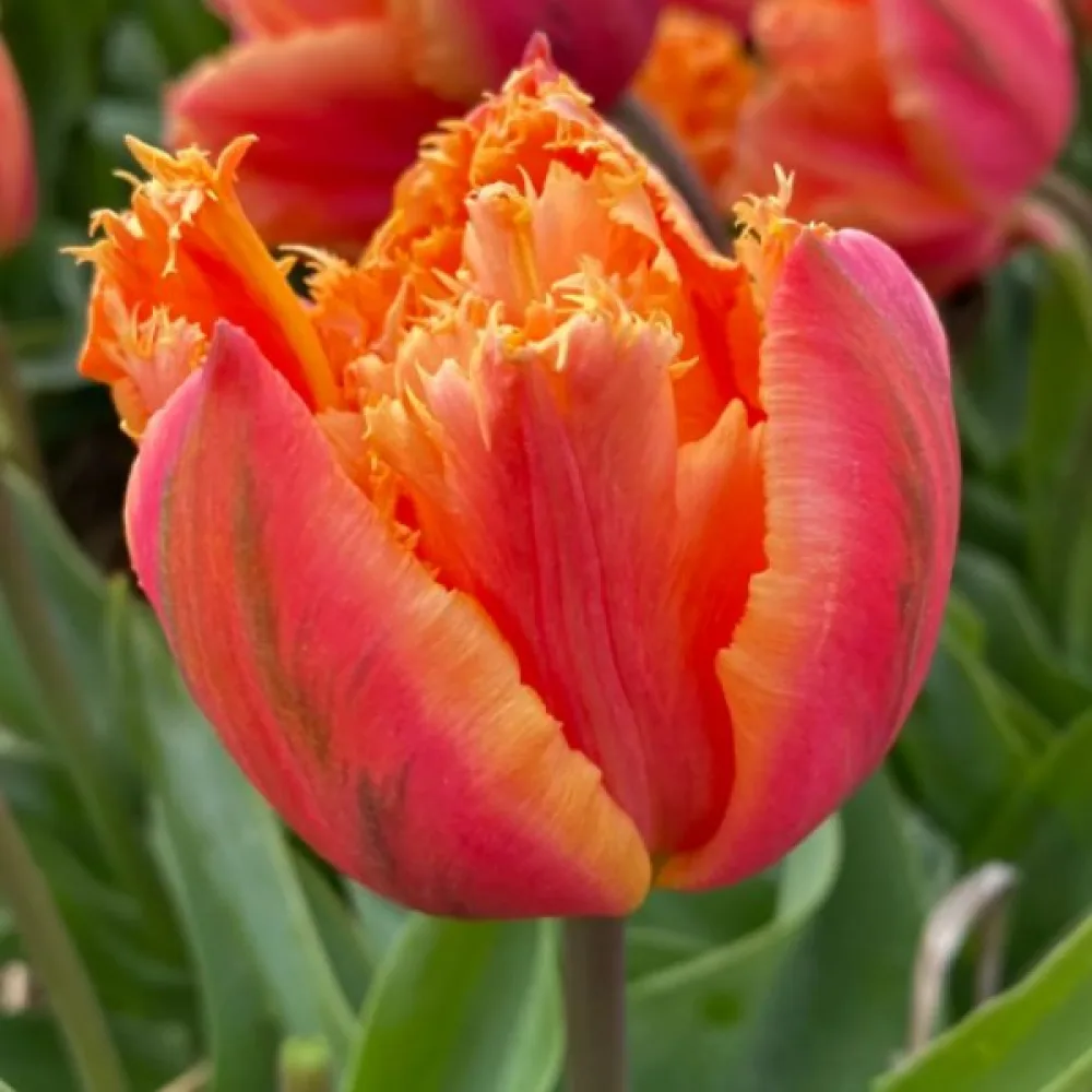 Tulpan 'Royal Centennial'